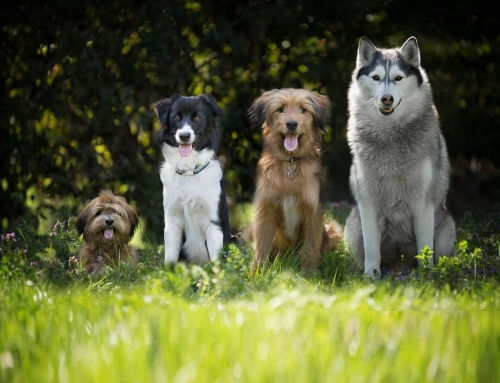 Prosol launches petMOD® XL,  two new products for large breed dogs