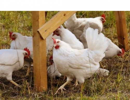 Lievito idrolizzato I-CARE: migliorare le prestazioni dei polli in modo naturale