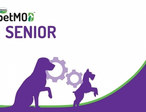 Nasce petMOD® Senior, il nuovo integratore Prosol dedicato ai cani anziani