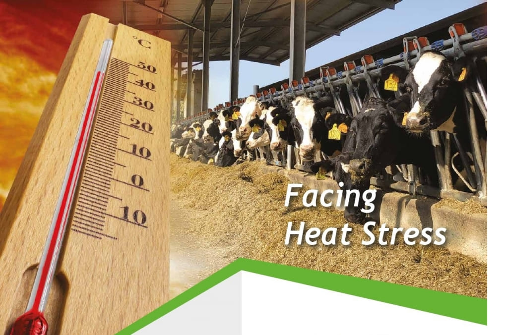 heat stress in dairy cows