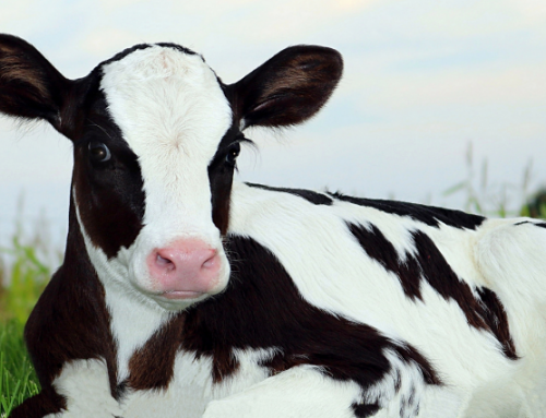 Effects of nucleotides in calves: the study performed with Ribofeed