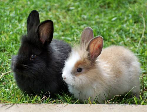 L’alimentazione del coniglio domestico –   I consigli del veterinario